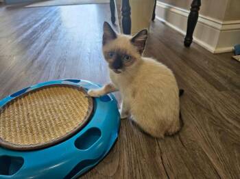 Clara -  Siamese Cat for Adoption in Youngsville, North Carolina - Clara | PetCurious