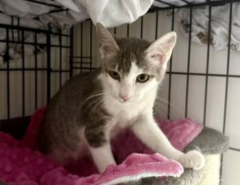Michael Smith -  Domestic Short Hair and Tabby Cat for Adoption in Chandler, Arizona - Michael Smith | PetCurious