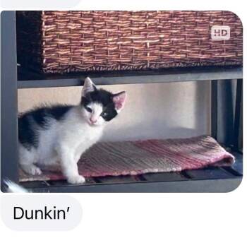 Domestic Short Hair Cats Available for Adoption in Mustang, Oklahoma - Dunkin | PetCurious