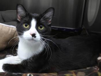 Domestic Short Hair Cats Available for Adoption - Crunch Berry | PetCurious