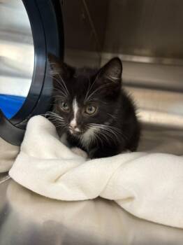 Domestic Short Hair Cats Available for Adoption in New Kensington, Pennsylvania - Cerberus | PetCurious