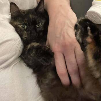 Domestic Long Hair Cats Available for Adoption - Fluffy Buttons | PetCurious