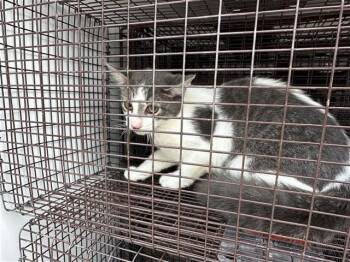 A661124 -  Domestic Short Hair Cat for Adoption in Houston, Texas - A661124 | PetCurious