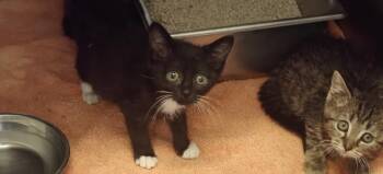 KIDA -  Domestic Short Hair Cat for Adoption in Santa Fe, New Mexico - KIDA | PetCurious