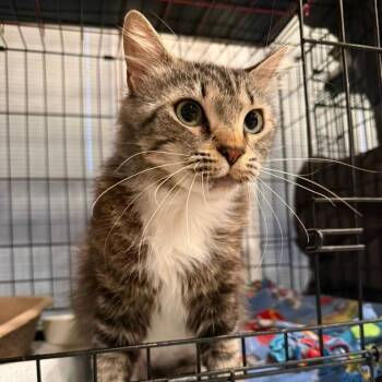 Cabbage -  Domestic Medium Hair and Maine Coon Cat for Adoption in Los Angeles, California - Cabbage | PetCurious