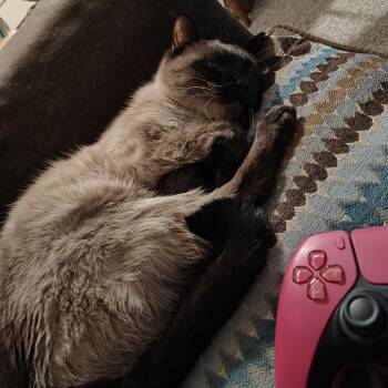 Hange -  Siamese Cat for Adoption in Tulsa, Oklahoma - Hange | PetCurious