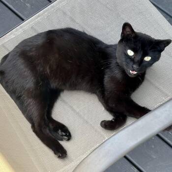 Domestic Short Hair Cats Available for Adoption in Rochester, Minnesota - Chocolatte | PetCurious