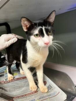 MOTH -  Domestic Short Hair Cat for Adoption in Jacksonville, Florida - MOTH | PetCurious