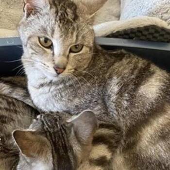 Agatha -  Domestic Short Hair Cat for Adoption in Nampa, Idaho - Agatha | PetCurious