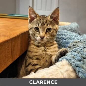 Clarence -  Domestic Short Hair Cat for Adoption in Toronto, Ontario - Clarence | PetCurious