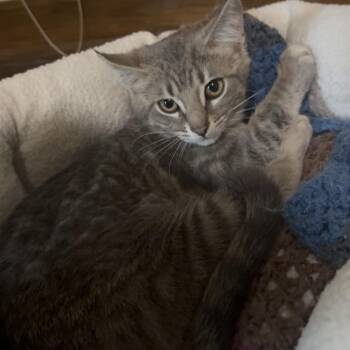 Mercury -  Domestic Short Hair Cat Available for Adoption in Garfield, Arkansas - Mercury | PetCurious