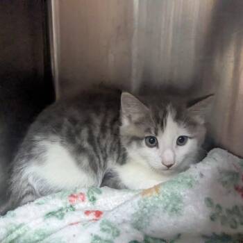 Sea Turtle -  Domestic Short Hair Cat for Adoption in Shinnston, West Virginia - Sea Turtle | PetCurious