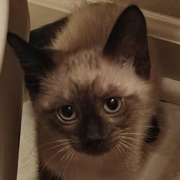 Ariel -  Siamese Cat for Adoption in Mount Vernon, Arkansas - Ariel | PetCurious