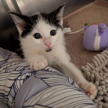 Google -  Domestic Short Hair Cat for Adoption in Titusville, Florida - Google | PetCurious