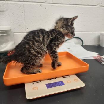 Domestic Short Hair Cats Available for Adoption in Evensville, Tennessee - Tatiana | PetCurious