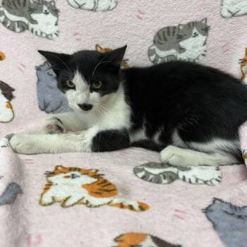 Spot -  Domestic Medium Hair Cat for Adoption in Valdosta, Georgia - Spot | PetCurious