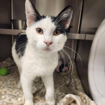 Pontiac -  Domestic Short Hair Cat for Adoption in Liberty, Missouri - Pontiac | PetCurious
