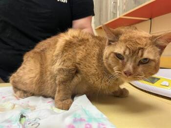 Domestic Short Hair Cats Available for Adoption in Colorado Springs, Colorado - SASSY | PetCurious