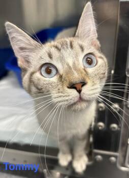 Tommy -  Silver Cat for Adoption in Las Vegas, Nevada - Tommy | PetCurious