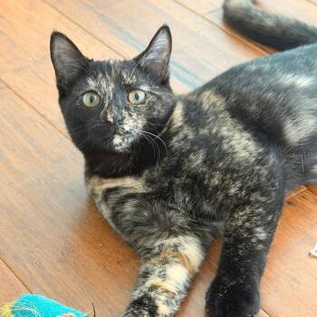 Maple -  Domestic Short Hair Cat for Adoption in Buffalo, New York - Maple | PetCurious