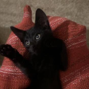 Domestic Short Hair Cats Available for Adoption - George | PetCurious