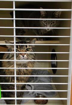 Ellie -  Domestic Short Hair Cat for Adoption in Bloomington, Indiana - Ellie | PetCurious