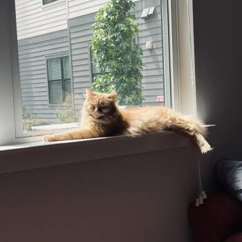 Pumpkin -  Domestic Long Hair Cat for Adoption in Houston, Texas - Pumpkin | PetCurious