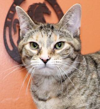 Domestic Short Hair Cats Available for Adoption - Sugar Plum | PetCurious