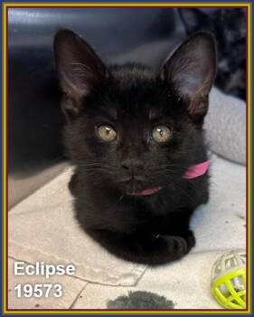 ECLIPSE (see also AURORA) -  Exotic Shorthair Cat for Adoption in Marietta, Georgia - ECLIPSE (see Also AURORA) | PetCurious