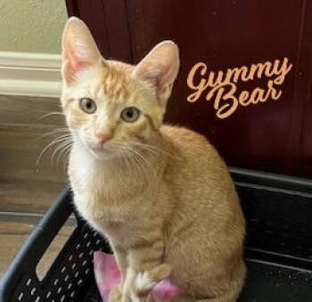 Rescue Tabby and Domestic Short Hair Cats for Adoption in Houston, Texas - Gummy Bear #sweet-tooth-litter | PetCurious