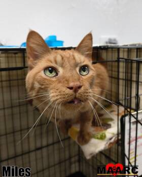 Domestic Short Hair Cats Available for Adoption in Maryville, Tennessee - Miles | PetCurious