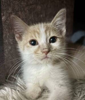 Rescue Domestic Short Hair Cats for Adoption in Chicago, Illinois - Alfie Bonded Pair With Ellis | PetCurious