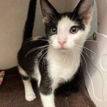Latte -  Domestic Short Hair Cat for Adoption in Dayton, Ohio - Latte | PetCurious