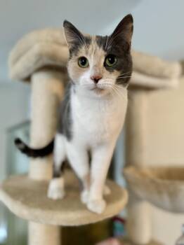 Rescue Calico Cats for Adoption in Webster, New York - Marble | PetCurious