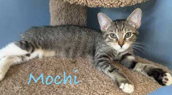 Mochi -  Domestic Short Hair Cat for Adoption in Longwood, Florida - Mochi | PetCurious