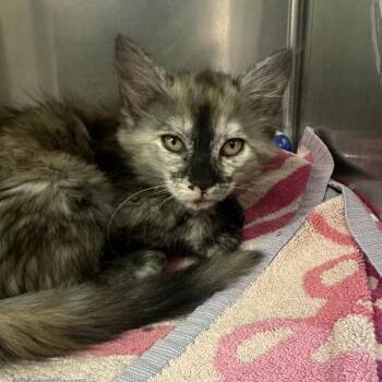 Molly -  Domestic Long Hair Cat for Adoption in Walnut Creek, California - Molly | PetCurious