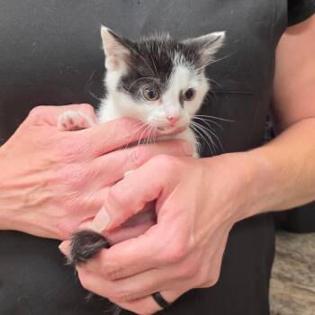 Marlow - 082507U -  Domestic Short Hair Cat for Adoption in Tupelo, Mississippi - Marlow - 082507U | PetCurious