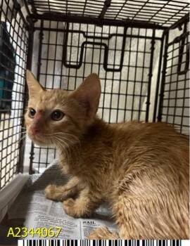 MORTY -  Domestic Short Hair Cat for Adoption in West Palm Beach, Florida - MORTY | PetCurious