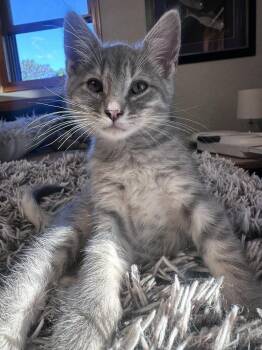 Thor -  Domestic Short Hair Cat for Adoption in Ferndale, Michigan - Thor | PetCurious