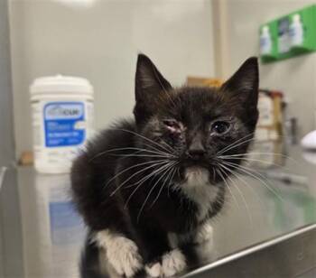 Domestic Medium Hair Cats Available for Adoption in Ontario, California - RUNE - NEEDS A FOSTER | PetCurious
