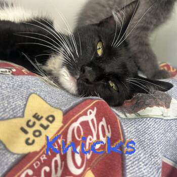 Knicks -  Domestic Short Hair Cat for Adoption in Hazlet, New Jersey - Knicks | PetCurious