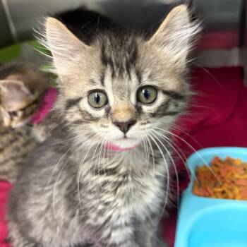 Maddie -  Domestic Short Hair Cat for Adoption in Ardmore, Oklahoma - Maddie | PetCurious