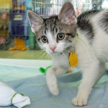 LUCAS -  Domestic Short Hair Cat for Adoption in St. Louis, Missouri - LUCAS | PetCurious