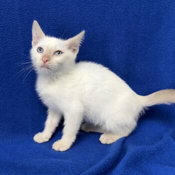 Sprite -  Siamese Cat for Adoption in Valdosta, Georgia - Sprite | PetCurious