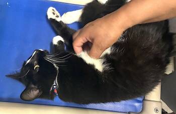 Sparky -  Domestic Short Hair Cat for Adoption in Albemarle, North Carolina - Sparky | PetCurious