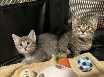 Whitney -  Domestic Short Hair Cat for Adoption - Whitney | PetCurious