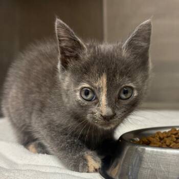 Domestic Short Hair Cats Available for Adoption in Morganton, North Carolina - Mosaic | PetCurious