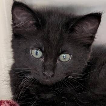Solar - Reduced Fee -  Domestic Medium Hair Cat for Adoption in Jefferson, Wisconsin - Solar - Reduced Fee | PetCurious