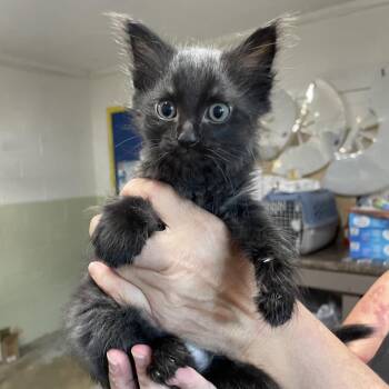 Corn Dog -  Domestic Long Hair Cat for Adoption in Eureka Springs, Arkansas - Corn Dog | PetCurious