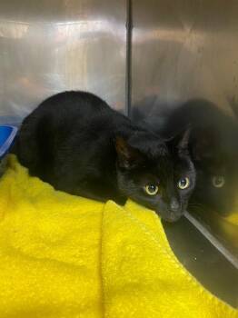 Domestic Short Hair Cats Available for Adoption - Naveen | PetCurious